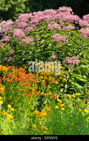 Entdeckt joe-pye Unkraut (eupatorium maculatum Syn. eutrochium maculatum) und sneezeweeds (Echinacea) Stockfoto