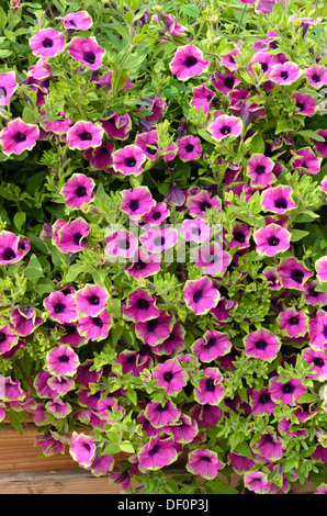 Petunie (Petunia recht viel Picasso) Stockfoto