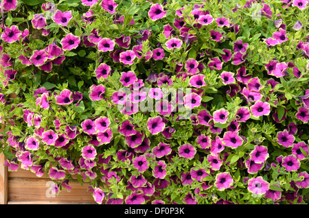 Petunie (Petunia recht viel Picasso) Stockfoto