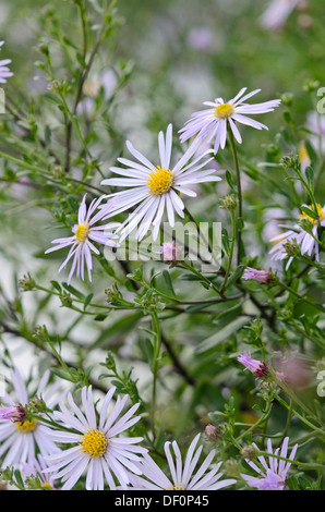 Aster (Aster x Frikartii 'flora Delight') Stockfoto