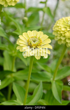 Gemeinsame Zinnia (Zinnia violacea 'Königin Kalk' syn. Königin Zinnia elegans 'Kalk') Stockfoto