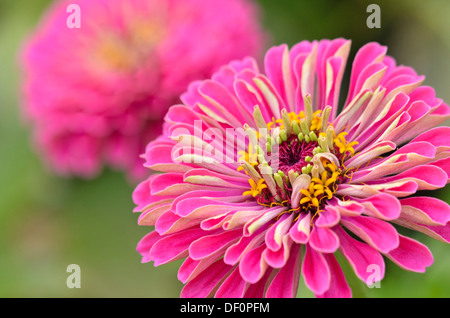 Gemeinsame Zinnia (Zinnia violacea Syn. Zinnia elegans) Stockfoto