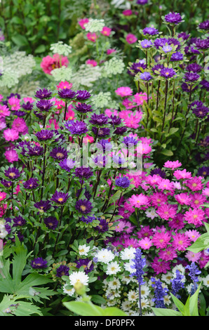 China Aster (Callistephus chinensis erenade') Stockfoto