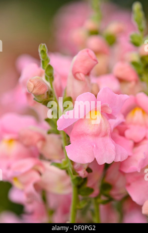 Snapdragon (antirrhinum majus Monnet-methode pink') Stockfoto