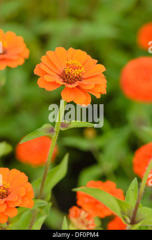 Gemeinsame Zinnia (Zinnia violacea 'Königin orange' syn. Königin Zinnia elegans 'orange') Stockfoto