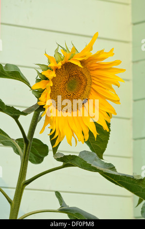 Gemeinsame Sonnenblume (Helianthus annuus) Stockfoto