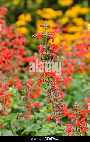 Scarlet Salbei (Salvia splendens) Stockfoto