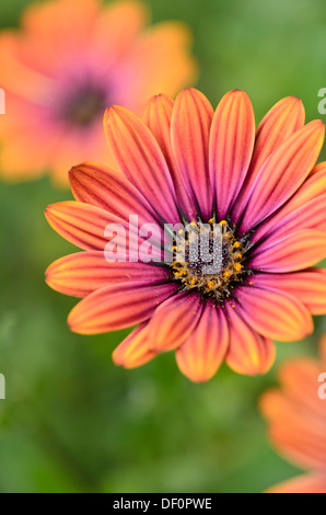 Kap Marguerite (osteospermum ecklonis Syn. dimorphotheca Ecklonis) Stockfoto