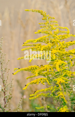 Kanada Goldrute (solidago canadensis) Stockfoto