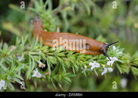 Spanisch slug (Arion vulgaris, Syn. Arion lusitanicus) und Bohnenkraut (satureja) Stockfoto