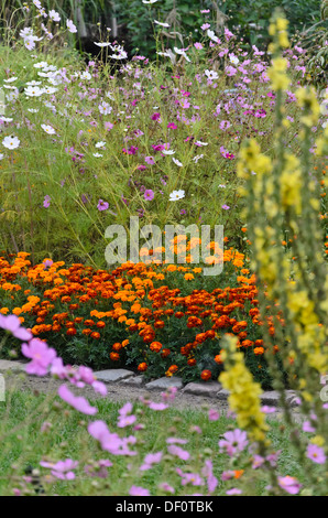 Tagetes (Tagetes) und Garten Kosmos (Cosmos Bipinnatus) Stockfoto