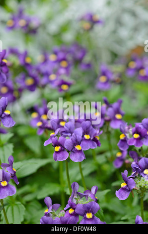 Nemesia karoo Dunkelblau Stockfoto