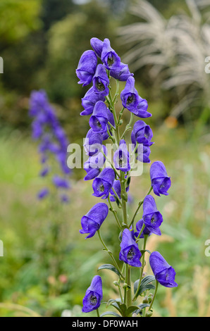 Der carmichael Eisenhut (aconitum carmichaelii 'arendsii' syn. aconitum Arendsii) Stockfoto