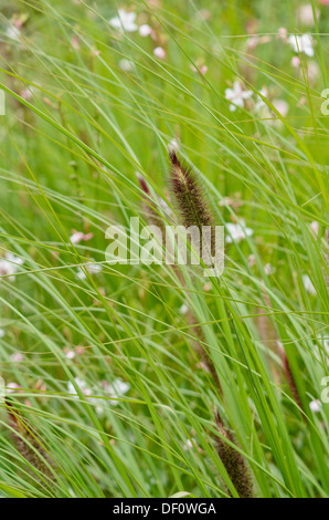 Zwerg Brunnen Gras (Pennisetum alopecuroides) Stockfoto