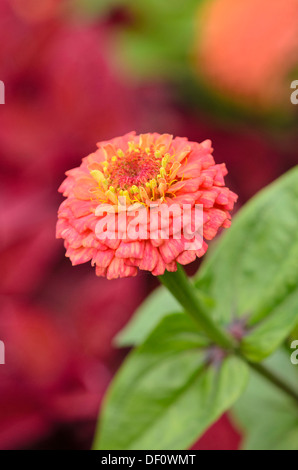 Gemeinsame Zinnia (Zinnia violacea 'Oklahoma Lachs' syn. Oklahoma Zinnia elegans 'Lachs') Stockfoto