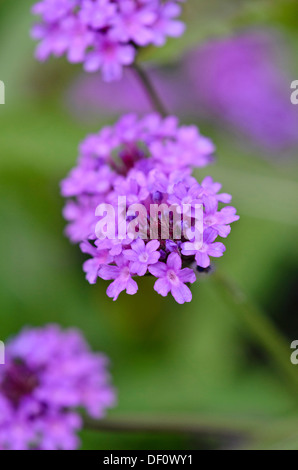 Tuberöse Vervain (Verbena rigida haben Nosa') Stockfoto