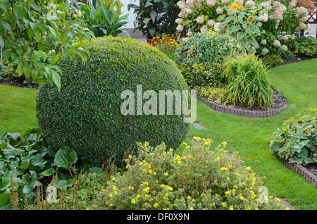 Gemeinsame Buchsbaum (buxus sempervirens) mit sphärischen Form Stockfoto