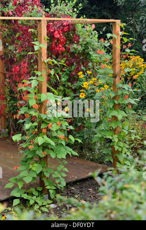 Runner bean (Phaseolus coccineus) Stockfoto