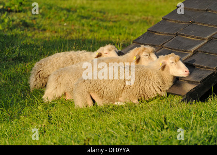 Skuddes (Ovis orientalis aries) Stockfoto