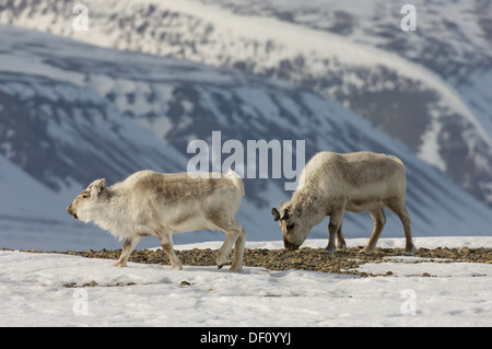 Svalbard-Rentiere (Rangifer Tarandus Platyrhynchus) in Sassendalen, nahe dem Tempel Fjord (Tempelfjorden), Spitzbergen, Svalbard-Archipel, Norwegen Stockfoto