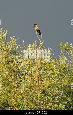 Nebelkrähe (Corvus corone cornix) und Weide (Salix) Stockfoto