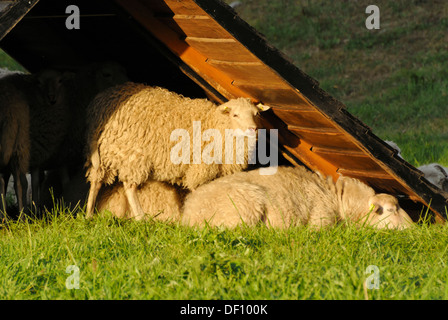 Skuddes (Ovis orientalis aries) Stockfoto