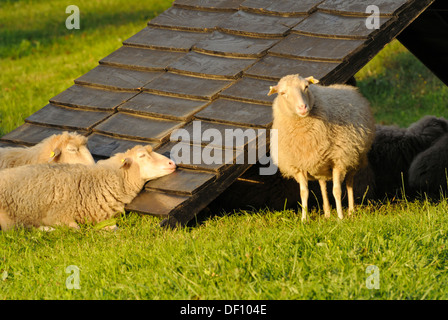 Skuddes (Ovis orientalis aries) Stockfoto