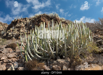 Euphorbia Canariensis (Cardon oder Kanarische Wolfsmilch) wächst mit Plocama Pendel (Balo) auf trockenen Hügel, Los Cristianos, Teneriffa Stockfoto