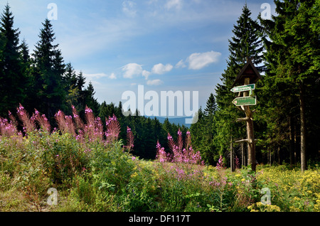 Wanderweg mit Suhler Hütte in der Nähe des Rennsteig, Thüringer Wald, Wanderweg Bei Suhler Hütte Nahe des Rennsteig, Thueringer Wald Stockfoto