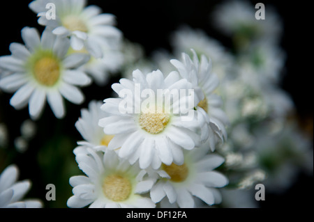 weiße Margeriten auf dunklem Hintergrund Stockfoto