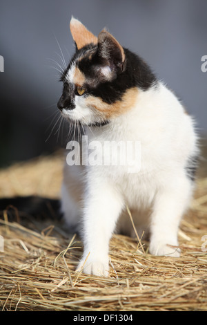 Schöne dreifarbige Katze sitzt auf einem Strohhalm vor einiger Gebäude Stockfoto