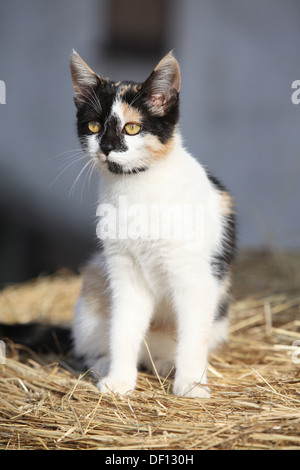 Schöne dreifarbige Katze sitzt auf einem Strohhalm vor einiger Gebäude Stockfoto