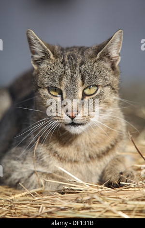 Schöne graue Katze liegend auf einem Strohhalm vor einiger Gebäude Stockfoto