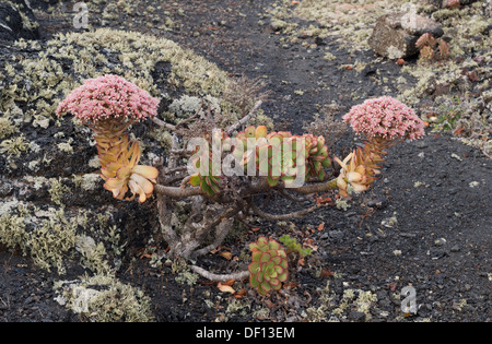 Große Rosa-blühenden Aeonium Lancerottense (Fetthenne, Hauswurz) auf Flechten bedeckten Pahoehoe-Lava in der Nähe von Masdache, Lanzarote Stockfoto