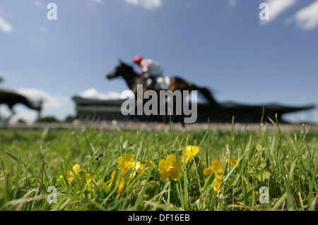 Hannover, Deutschland, Grasgelaeuf auf der Rennbahn Stockfoto