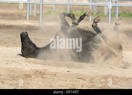Neustadt / Dosse, Deutschland, ein Pferd in den Sand Rollen Stockfoto