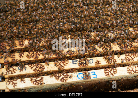 Europäische Honigbienen auf der Oberseite Frames in einem Bienenstock Stockfoto