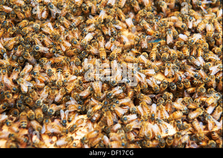 Europäische Honigbienen auf der Oberseite Frames in einem Bienenstock Stockfoto