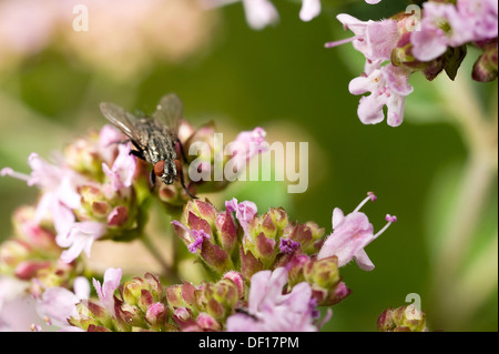 Berlin, Deutschland, eine Fliege sitzt auf der Blüte der Dost Stockfoto