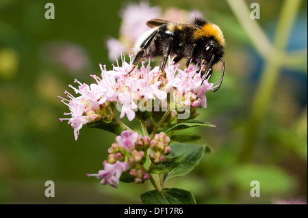 Berlin, Deutschland, sitzt eine Hummel auf die Blüte der Dost Stockfoto