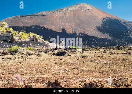 Große Rosa-blühenden Fetthenne auf Flechten bedeckten Lava vor den roten und schwarzen Vulkankegel Montana Ortiz, Lanzarote Stockfoto