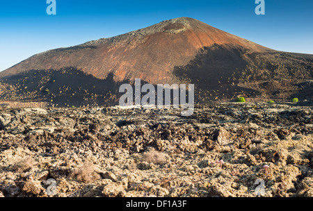 Große Rosa-blühenden Fetthenne auf Flechten bedeckten Lava vor den roten und schwarzen Vulkankegel Montana Ortiz, Lanzarote Stockfoto