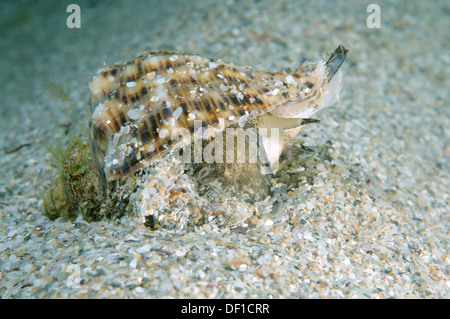 Von Thomas Rapa Wellhornschnecke, geädert Rapa Wellhornschnecke, asiatische Rapa Wellhornschnecke oder geäderten Wellhornschnecke (Rapana Venosa) Stockfoto