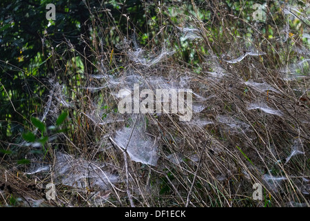Grass in Spinnennetzen abgedeckt. Stockfoto