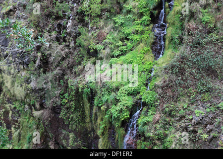 Madeira Insel, Landschaft, Exkursionen Rabacal, Levada do Risco bis 25 Fontes, Wasserfälle, Landschaft entlang der Levada Wandern tr Stockfoto