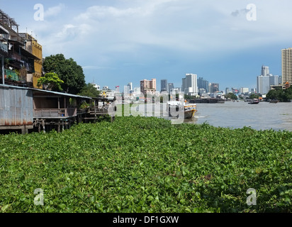 Wasser-Hyazinthe Unkraut schwimmt auf dem Chao Phraya River in Bangkok Stockfoto