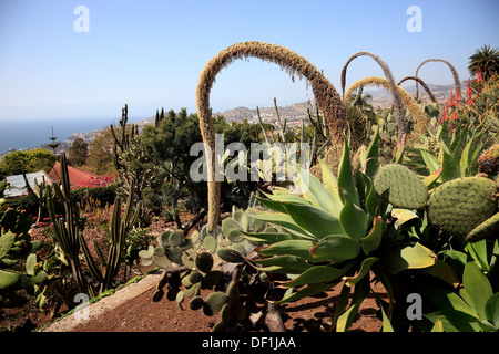 Madeira, Funchal, im tropischen Garten, Monte Palace Tropical Garden, Jardim Tropical Monte Palace Stockfoto