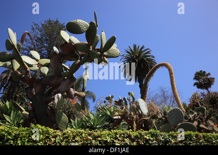 Madeira, Funchal, im tropischen Garten, Monte Palace Tropical Garden, Jardim Tropical Monte Palace Stockfoto