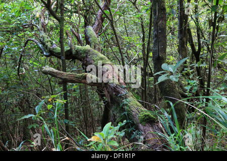 Madeira, Insel Osten an Ribeira Frio, in den Lorbeerwald Bucht Lorbeerwald Stockfoto