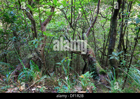 Madeira, Insel Osten an Ribeira Frio, in den Lorbeerwald Bucht Lorbeerwald Stockfoto